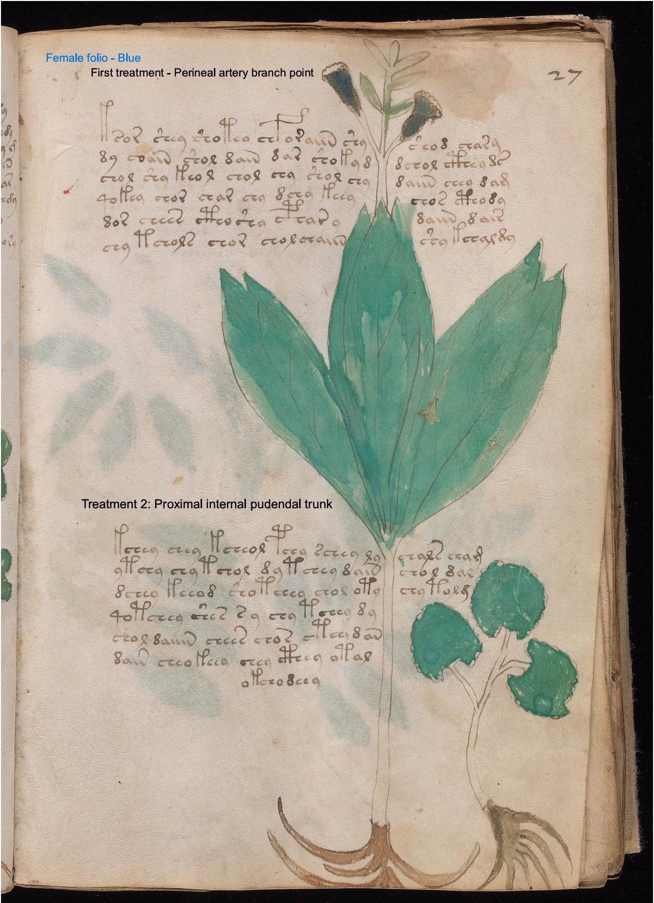Secondary labelled diagram of Folio 27r